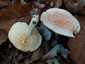 Sárgulótejű tejelőgomba (Lactarius chrysorrheus), Őrség